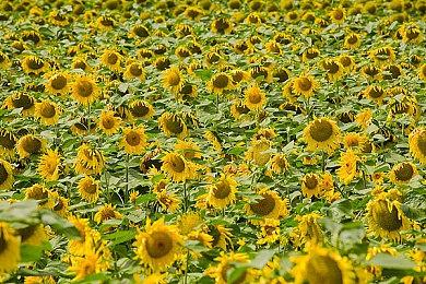 《巫师4》的地图大小和任务数量都和《巫师3》差不多